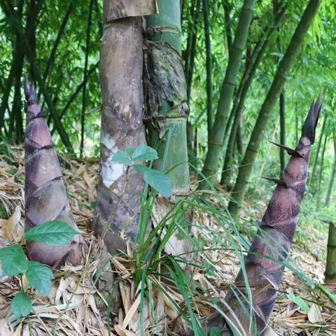 老厂镇新闻头条,老厂镇有几个村委会