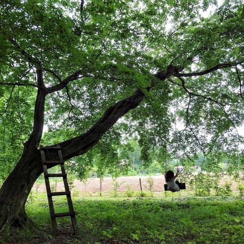 世界森林最多的树木排名，世界上森林