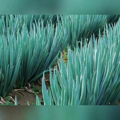 西安今日大葱价行情最新，西安大葱价格今日价格