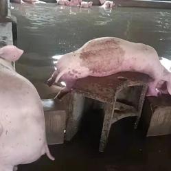 今日周口生猪最新价格,周口近期生猪价格走势