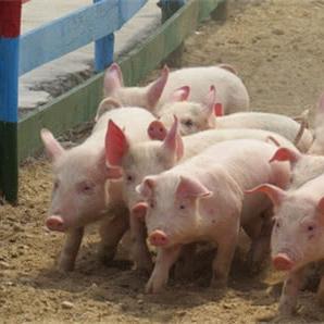 内江今日猪价最新,今日内江膘猪价多少一斤