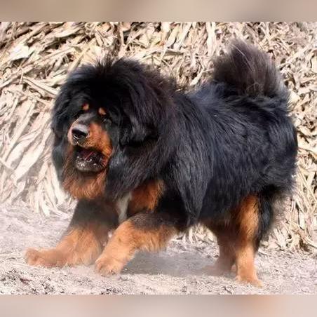 世界狗狗比赛排名,世界犬类比赛完整视频