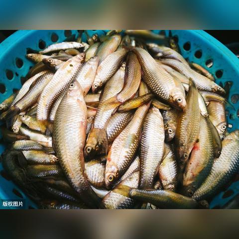 今日摸鱼日报最新消息新闻，今日捉鱼