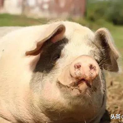 绿水青山就是金山银山 第29页