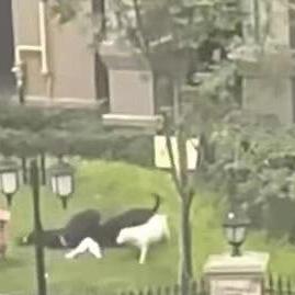 世界狗种类排名,世界狗种图片及名称