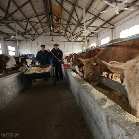 唐县今日肉价最新消息，唐县猪肉价格今日价