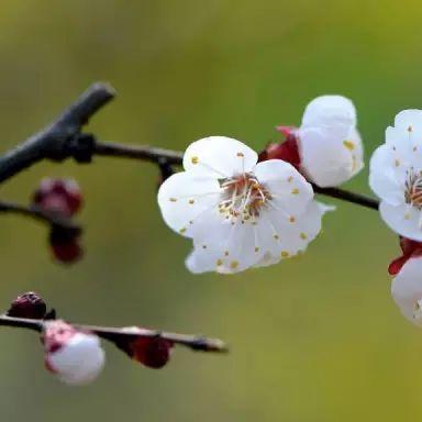 今日晋祠公园最新消息,晋祠今天开门吗