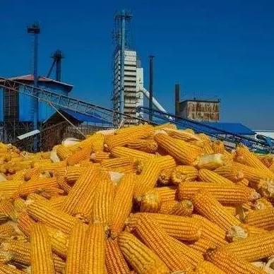 邹城今日最新生猪价格,邹城今日猪肉价格