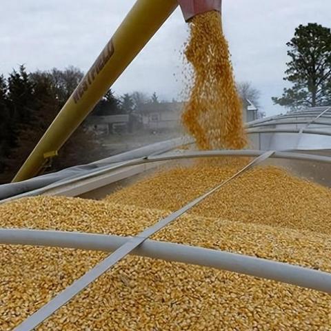 邹城今日最新生猪价格,邹城今日猪肉价格