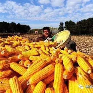 南坪乡新闻头条，南坪村简介