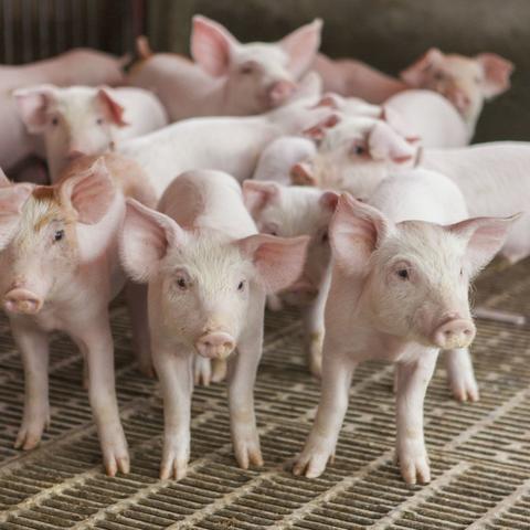 濮阳今日猪肉价最新行情，濮阳市猪价网