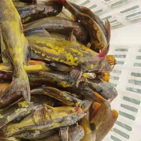 今日香蕉价格暴跌最新消息,今日香蕉价格行情上涨