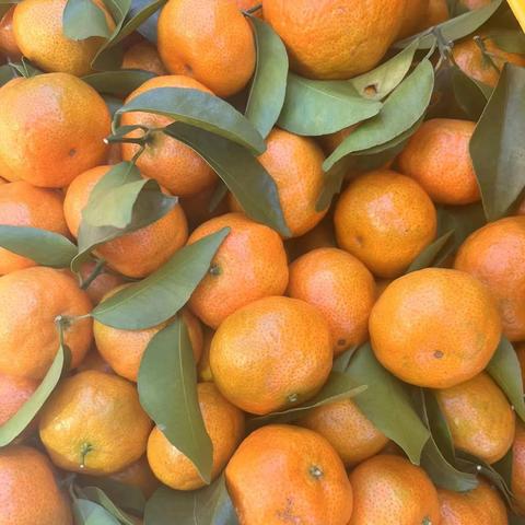 今日砂糖桔价格最新,今日沙糖桔价格行情l