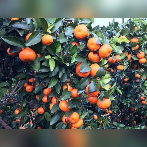 今日砂糖桔价格最新,今日沙糖桔价格行情l