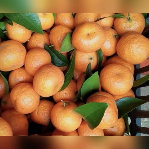 今日砂糖桔价格最新,今日沙糖桔价格行情l