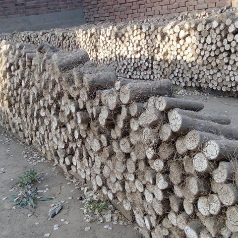 山药嘴子今日行情最新消息，山药嘴子长是什么原因