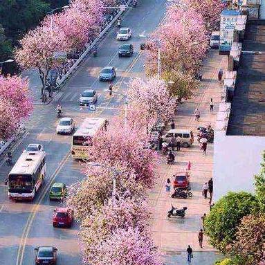 灿烂的花园最新一期完整版，灿烂的花季是哪首歌的歌词