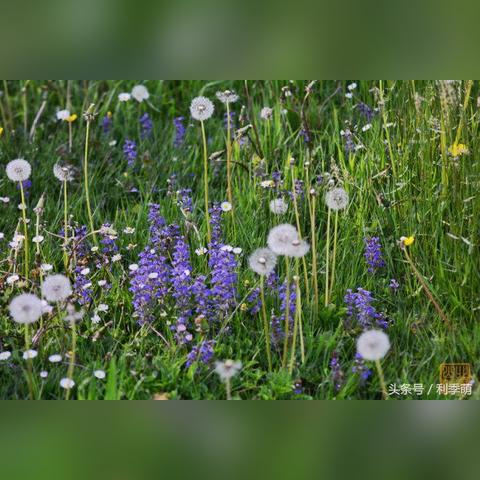 灿烂的花园最新一期完整版,灿烂的花季是哪首歌的歌词