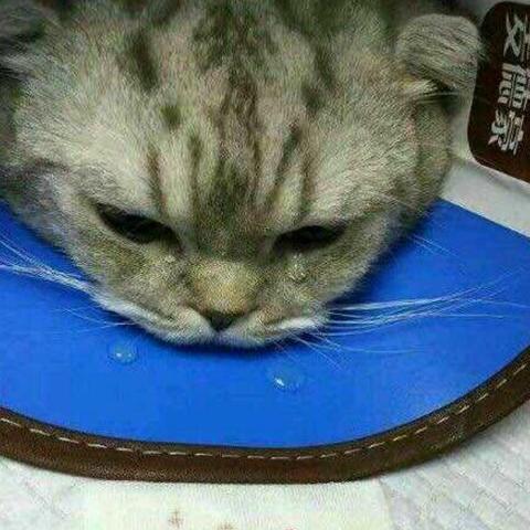 世界赛最强猫咪排名,世界最强的猫