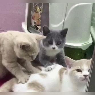 世界赛最强猫咪排名,世界最强的猫