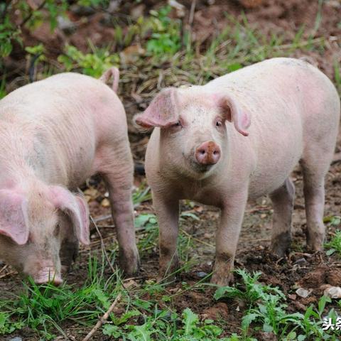 今日苗猪售价最新消息，今日猪苗价格多少一斤