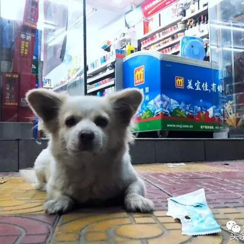 澄海小狗出售信息网站最新，澄海哪里有宠物店