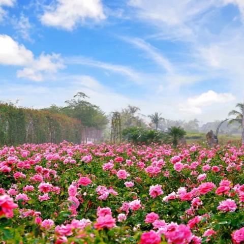 玫瑰谷多久关门一次啊最新消息，玫瑰谷营业时间