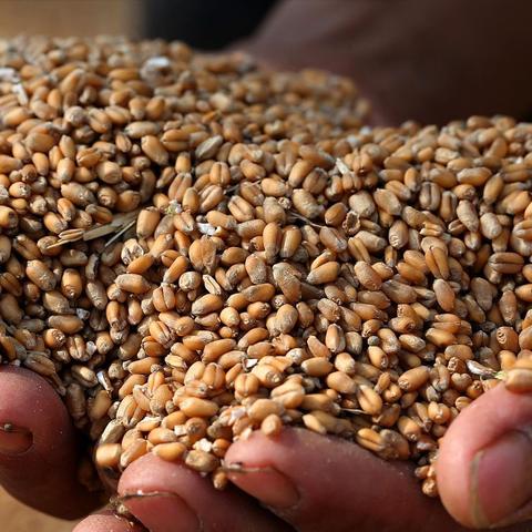 潍坊今日蛋价最新,潍坊蛋价上涨