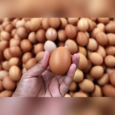 今日蛋蛋期货最新行情,蛋e网今日蛋价天天报价