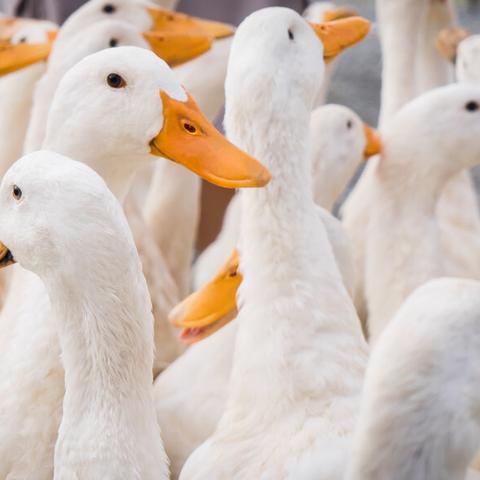 今日冻品行情最新，今日冻品价格