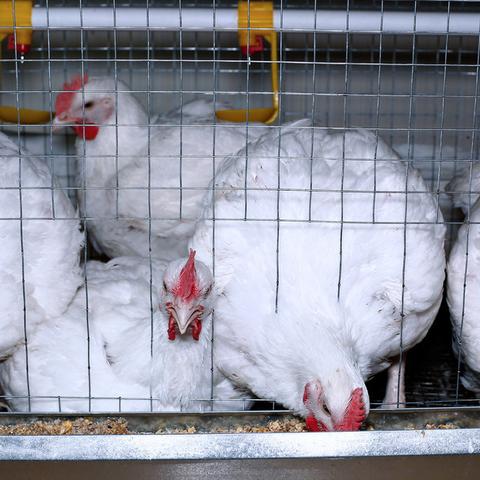 今日冻品行情最新,今日冻品价格