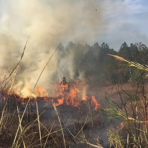 新田今日火灾情况最新，新田县山火