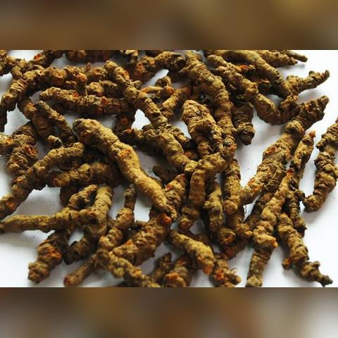 世界黄连之乡产地排名,世界黄连之乡产地排名第几