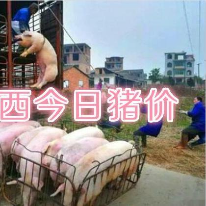 今日钦州最新猪价表,钦州今日猪价最新行情