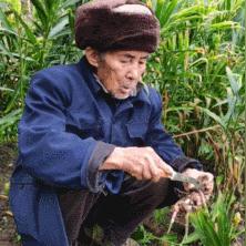 今日黄姜最新价格,黄姜价格趋势