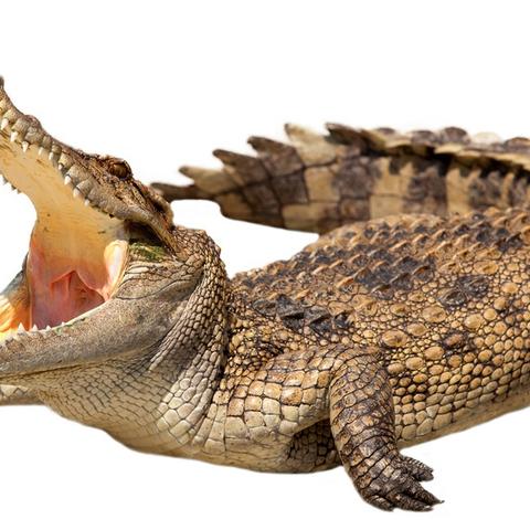 详情世界蟒蛇排名，世界蟒蛇分布地图