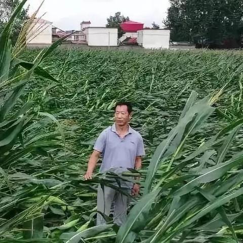 漯河今日玉米最新行情，今日漯河玉米收购价格