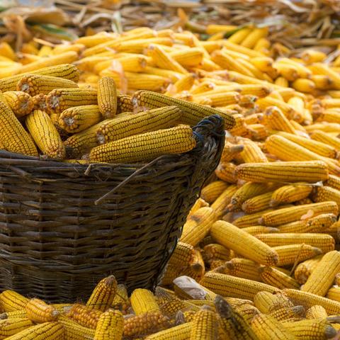 今日猪价格玉米最新行情,今日玉米价格最新行情表