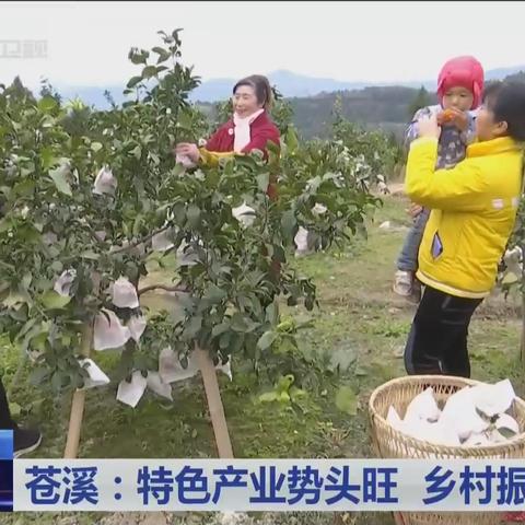 苍溪新闻头条小学，苍溪县新闻联播