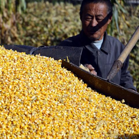 今日河北猪价最新表格,今日河北猪价猪价今日河北猪价