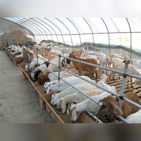 今日全国山羊价最新，今日山羊价格多少钱一斤