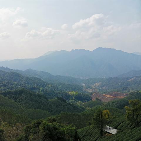 世界茶叶重要产地排名,世界茶叶产地有哪些地方