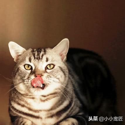 牛磺酸世界摄入排名,牛磺酸世界摄入排名最新