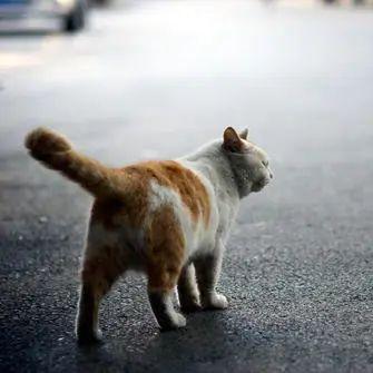 美国电击罪犯名单最新查询,美国华裔电击