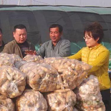 今日生姜价格最新价格查询，今日生姜价格走势图