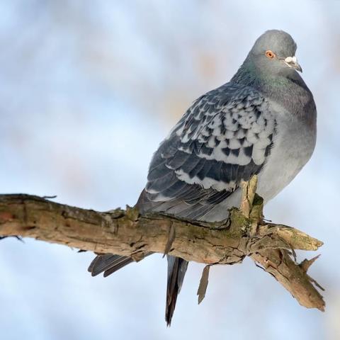 世界名鸽血统排名，世界名鸽品系