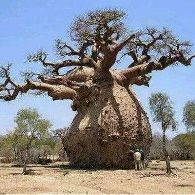 世界最危险树排名，世界上最危险的植物是什么植物