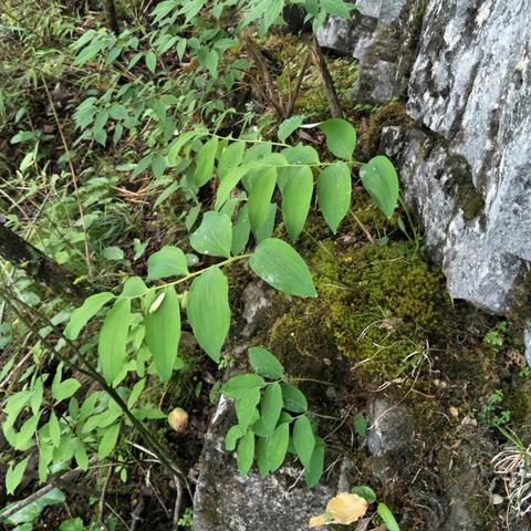 世界最危险树排名,世界上最危险的植物是什么植物