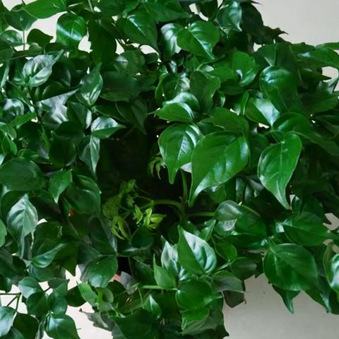 世界最危险树排名,世界上最危险的植物是什么植物