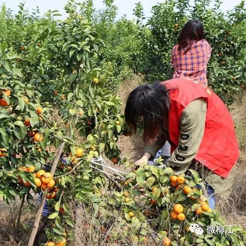 今日进德最新消息,今日德国疫情最新情况
